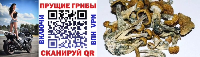 Галлюциногенные грибы MAGIC MUSHROOMS  Вельск 